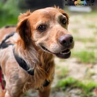 Skipper auf Pflegestelle, Hund zur Adoption