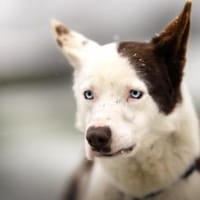 Odin - groß und sanft, Hund zur Adoption