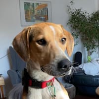 Lola lebensfrohe Spürnase, Hündin zur Adoption