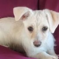 Carla, Hündin zur Adoption