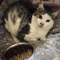 Freundlicher Tom - sehr dringend!, Kater zur Adoption