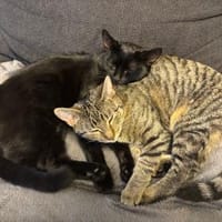 Dalia u. Dexter suchen ein Zuhause, Kater zur Adoption