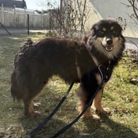 Lio - verschmust und neugierig - in DE, Hund zur Adoption