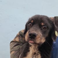 Anton, süßes, kleines Dackelmix Männchen, Hund zur Adoption