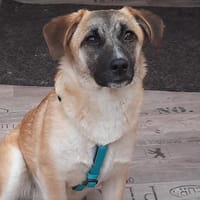 🌸 Violet  kleines Mädchen, Hündin zur Adoption