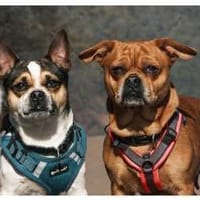 Chico und Mana suchen IHR Zuhause!, Hund zur Adoption