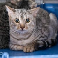 Nalu + Morren, Kater zur Adoption