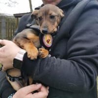 Kleine Soe sucht ein Zuhause, Hündin zur Adoption