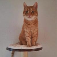 Püppi sucht ruhige einfühlsame Menschen, Katze zur Adoption