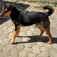 Jack ist sehr, lieb, aktiv, freundlich !, Hund zur Adoption