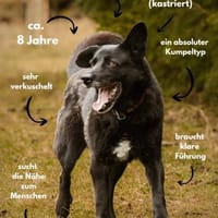 Hoben - ein total cooler kleiner Kumpel, Hund zur Adoption