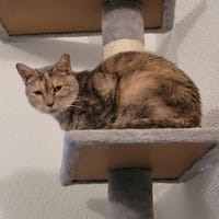 Schüchterne Pigi gemeinsam mit Bura, Katze zur Adoption