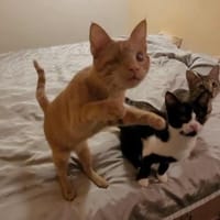 Zutraulicher Sully - sehr dringend!, Kater zur Adoption