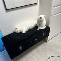 Ipek und Pamuk gemeinsam, Kater zur Adoption