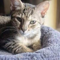 Unsere kleine Ameise Mrva, Katze zur Adoption