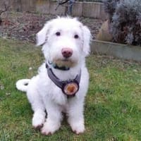 Withey ist bereit für sein neues Leben, Hund zur Adoption