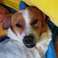 Jack-Russell-Mix Timmy sucht ein Zuhause, Hund zur Adoption