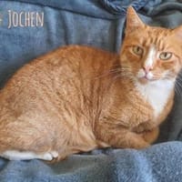 Jochen sucht ruhige gefühlvolle Menschen, Kater zur Adoption