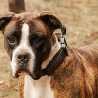 Günther - lieb & menschenbezogen, Hund zur Adoption