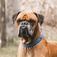 Maison - Boxerjunge möchte ankommen, Hund zur Adoption