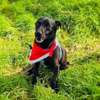 Freundlich , verschmust , einfach toll, Hündin zur Adoption