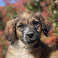 Ettore 🥰 sucht seine Menschen, Hund zur Adoption