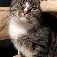 Sid sucht liebevolle Dosenöffner, Kater zur Adoption