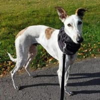 Jaro, Hund zur Adoption