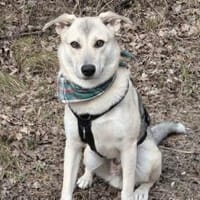 Lee sucht seine Menschen, Hund zur Adoption