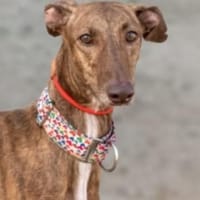 Leah - auf langen Beinen unterwegs, Hündin zur Adoption