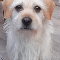 Arnika 2-jährige Hündin, Hündin zur Adoption