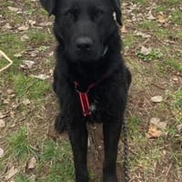 bezaubernde ASYA💖wartet in 36179 Bebra, Hündin zur Adoption