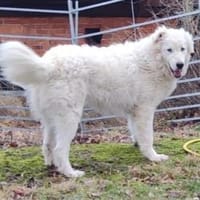 NEBBIA - fröhlich, intelligent, sozial💕, Hund zur Adoption