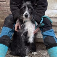 Tauriel, Hündin zur Adoption