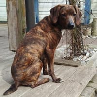 Favola 💖 freundl. Junghündin auf PS inD, Hündin zur Adoption