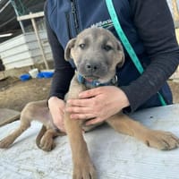 Xerox, süßer geht fast nicht, Hund zur Adoption