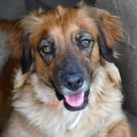 Lulu sucht engen Familienanschluss, Hündin zur Adoption