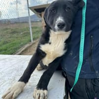 Woopy, suche zuverlässige Menschen, Hündin zur Adoption
