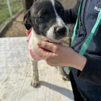 Xenia, süß, süsser - mehr geht nicht, Hündin zur Adoption