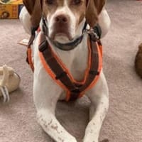 Inka1 sucht ein Zuhause, Hündin zur Adoption