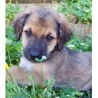 Kay sucht Familienanschluss, Hund zur Adoption