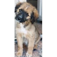 Giappone freut sich auf Sie!, Hund zur Adoption