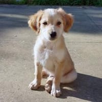 Miele sucht seine Familie, Hund zur Adoption