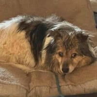 Siri, eine wunderbare Hündin, Hündin zur Adoption