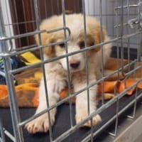 Guendalina wünscht sich Familie, Hündin zur Adoption