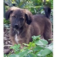 Smile möchte sein Leben genießen, Hund zur Adoption