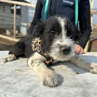 Xoel, hübscher Hundebub sucht Zuhause, Hund zur Adoption