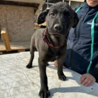 Xaver, klein, schnuckelig sucht Körbchen, Hund zur Adoption