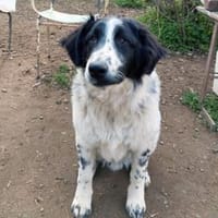 Lino möchte willkommen sein, Hund zur Adoption