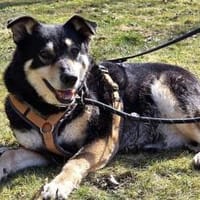 Schüchterne Thuja sucht viel Sicherheit!, Hündin zur Adoption